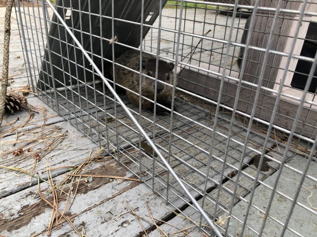 A groundhog trapped in a metal cage on a wooden deck, demonstrating wildlife removal by Pest by MD in Jersey City, NJ.