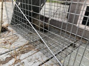 A groundhog trapped in a metal cage on a wooden deck, demonstrating wildlife removal by Pest by MD in Jersey City, NJ.