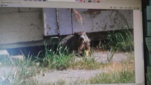A groundhog seen under a building, indicating a wildlife pest control issue for Critter Control of Omaha, NE