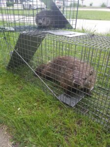 Two groundhogs safely caught in live traps by Evictus Wildlife Solutions for humane wildlife removal in South Bend, IN.