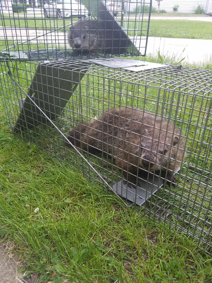 Two groundhogs safely caught in live traps by Evictus Wildlife Solutions for humane wildlife removal in South Bend, IN.