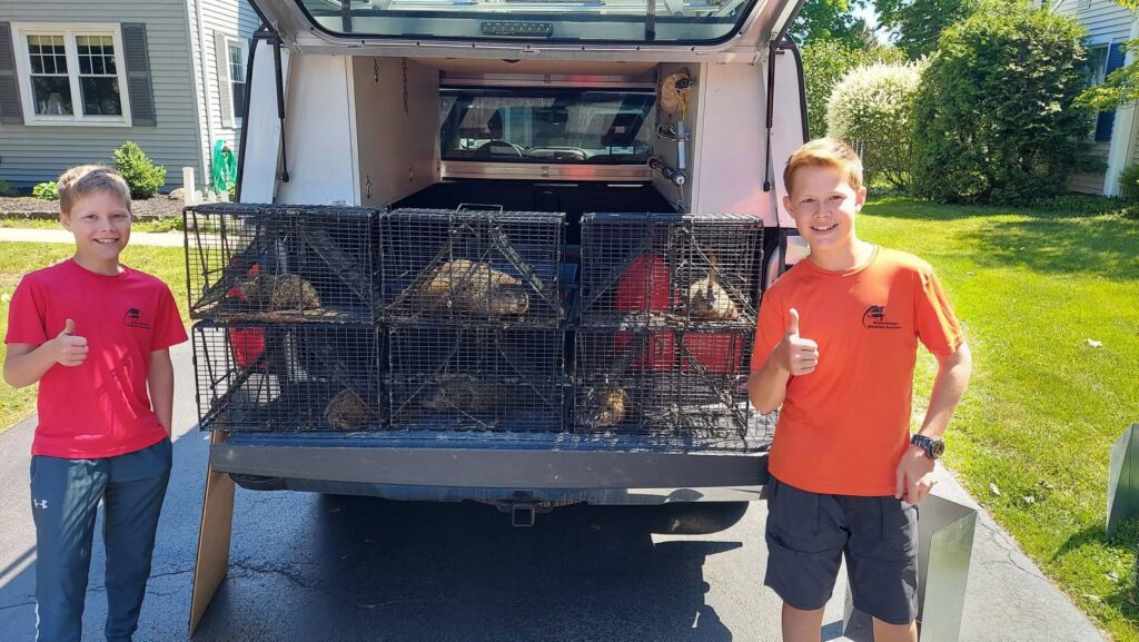 Groundhogs in live traps loaded onto a truck bed for relocation by Armstrong's Wildlife Solutions in Rochester, NY.