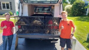 Groundhogs in live traps loaded onto a truck bed for relocation by Armstrong's Wildlife Solutions in Rochester, NY.