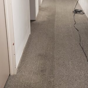 A hallway carpet showing a clear line between the dirty and professionally cleaned sections by Belles Carpet Cleaning & Janitorial Inc. in Harrisburg, PA.