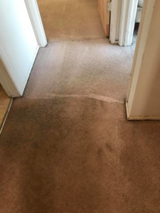 Hallway carpet before and after cleaning, showing a dramatic difference by New Look Carpet & Upholstery in Federal Way, WA.