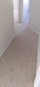 A freshly installed light-colored carpet in a hallway by Magick Flooring Installs in Phoenix, AZ