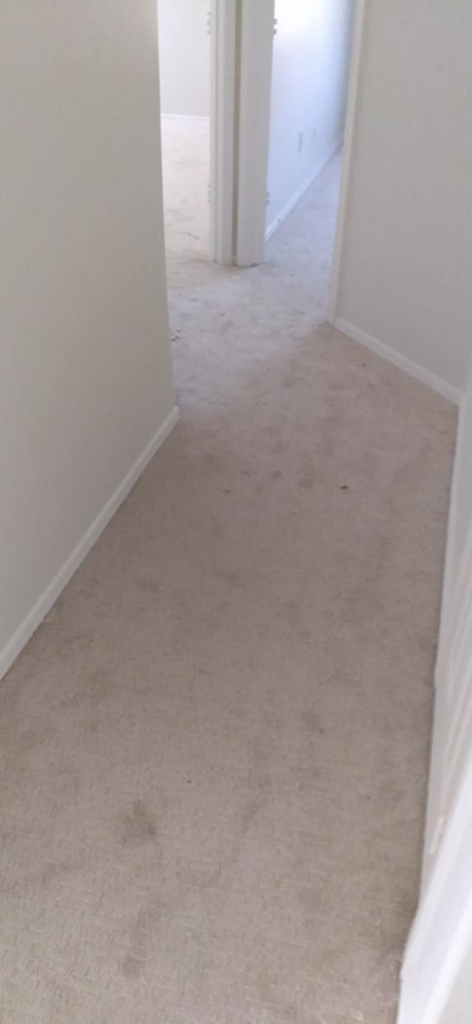 A freshly installed light-colored carpet in a hallway by Magick Flooring Installs in Phoenix, AZ
