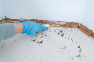 A gloved hand applying ant bait or treatment along a baseboard with many dead ants, demonstrating pest control by SWAT It Pest Control in Tempe, AZ.