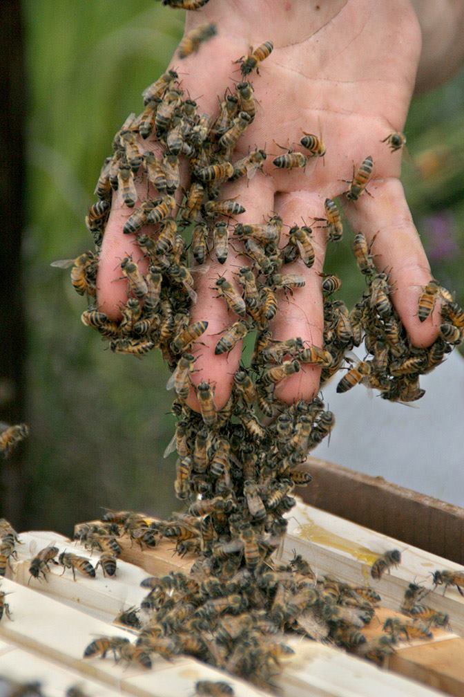 A hand covered in bees, carefully transferring them during a live bee removal or relocation process by J R Bees LLC in San Diego, CA.