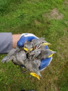 A gloved hand holding several baby birds, indicating wildlife rescue by K.P. Wildlife Control and Repairs LLC in Annapolis, MD.