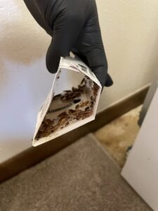 A gloved hand holding a Catchmaster glue trap full of cockroaches, demonstrating pest control by Pike Creek Exterminating in Kenosha, WI.