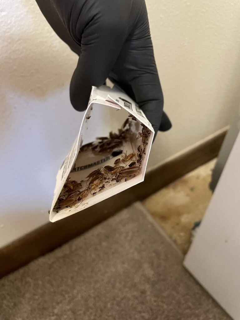 A gloved hand holding a Catchmaster glue trap full of cockroaches, demonstrating pest control by Pike Creek Exterminating in Kenosha, WI.