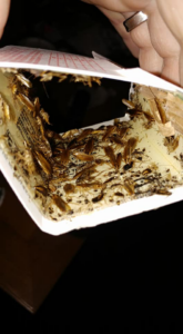 A hand holding a trap filled with many dead cockroaches, demonstrating successful pest removal by Weldon Termite & Pest Control Inc. in Champaign, IL.