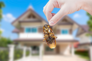 A hand holding a dead cockroach upside down, symbolizing effective pest control services from Economy Pest Control Inc in Annapolis, MD.