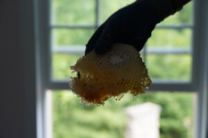 A gloved hand holding a piece of honeycomb, indicating a bee or wasp removal service by Complete Pest Solutions of Canton in North Canton, OH.