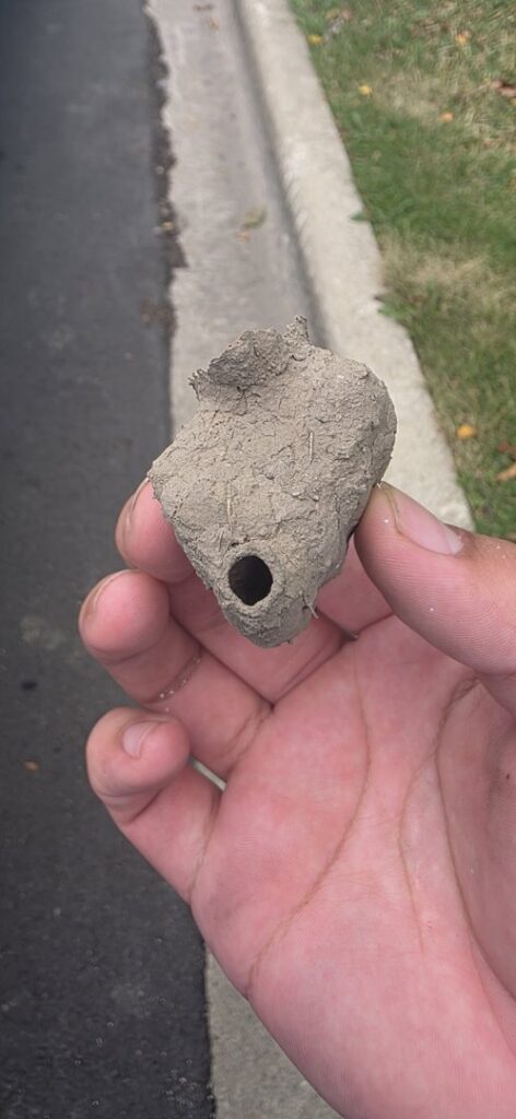 A hand holding a small, removed mud dauber wasp nest, demonstrating a pest control service by Pro Barrier Pest Control LLC in Aurora, IL.