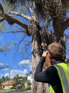 A hand in a black glove holding a sticky trap filled with insects, demonstrating pest control by Sure Shot Pest Solutions in Fort Lauderdale, FL.