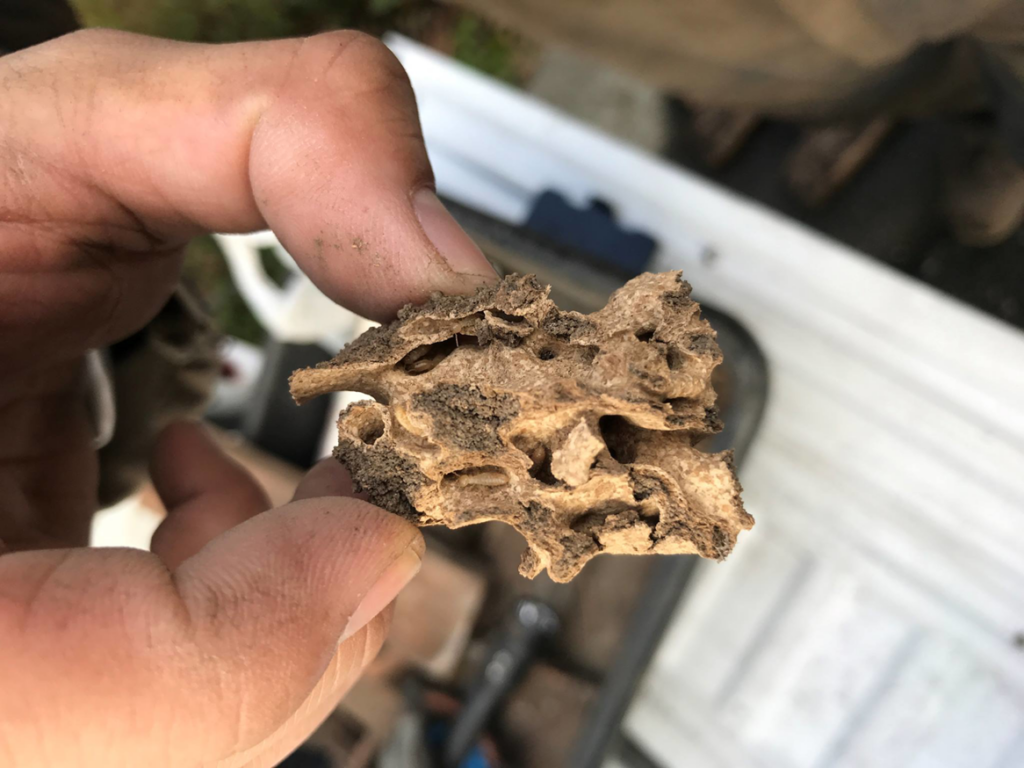 A hand holding a piece of wood riddled with termite tunnels, demonstrating damage found by Omega Termite and Pest Control in Oakland, CA.