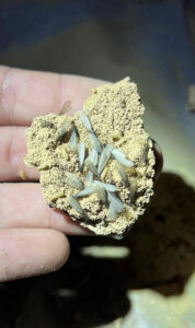 A hand holding a piece of termite nest material with winged termites and larvae, found by Home Run Termite and Pest Services in Mayetta, KS.