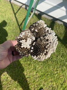 A hand holding a large wasp nest, removed by Port City Pest Control in Summerville, SC.