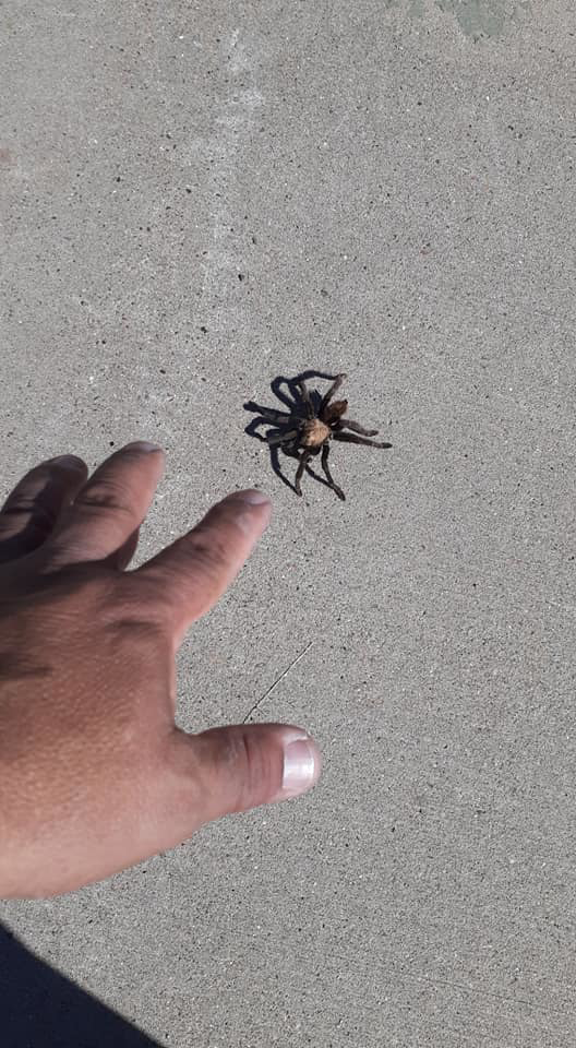 A hand pointing at a tarantula on the ground, indicating a pest control situation for Epson Pest Control in El Paso, TX.