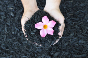 Hands holding black mulch with a delicate pink flower, showcasing landscaping materials by Kustom Lawn Kare LLC in Greenwood, IN.