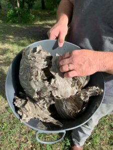 Hands holding a bucket filled with pieces of removed wasp nests by Herman Pest Control Services in Minot, ND.