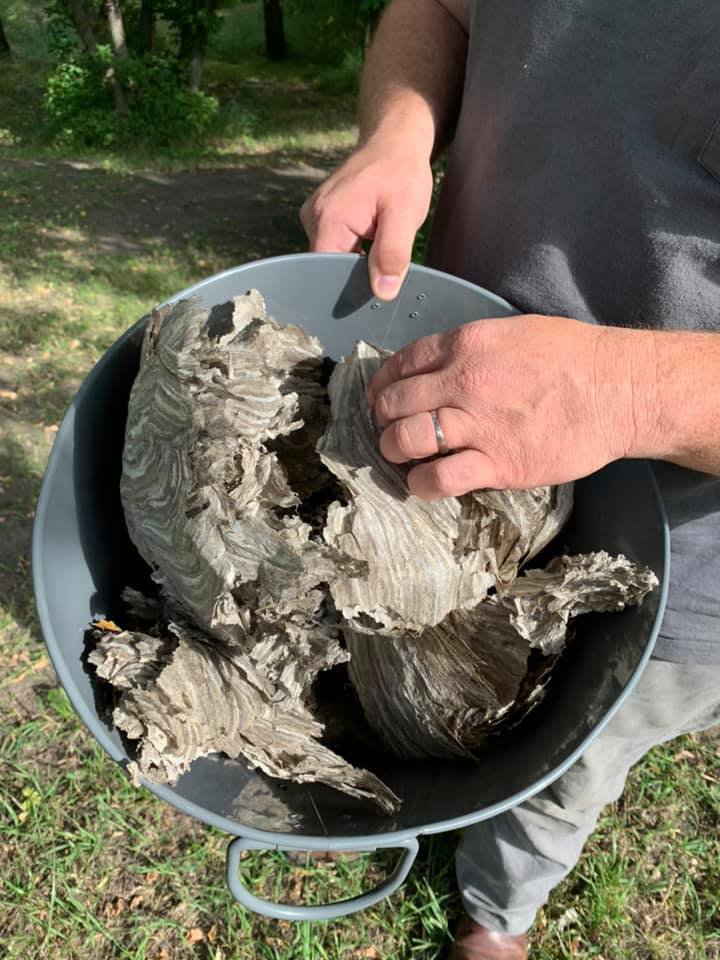 Hands holding a bucket filled with pieces of removed wasp nests by Herman Pest Control Services in Minot, ND.