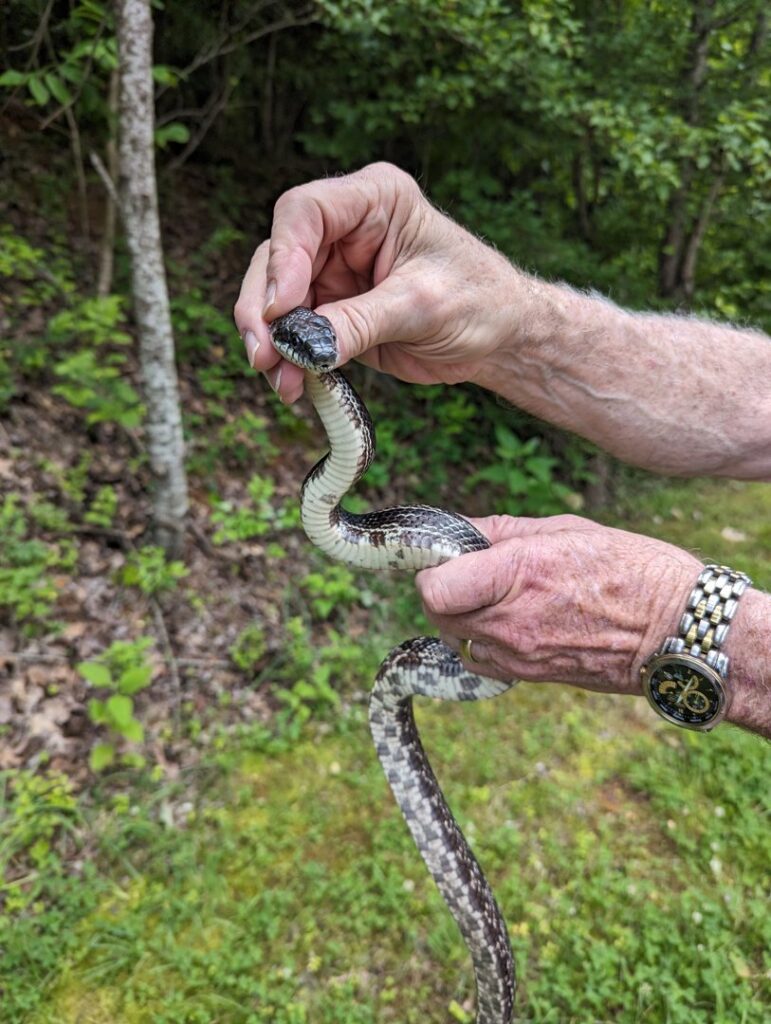Hands holding a snake, demonstrating wildlife removal services by Pest-Ops in Knoxville, TN.