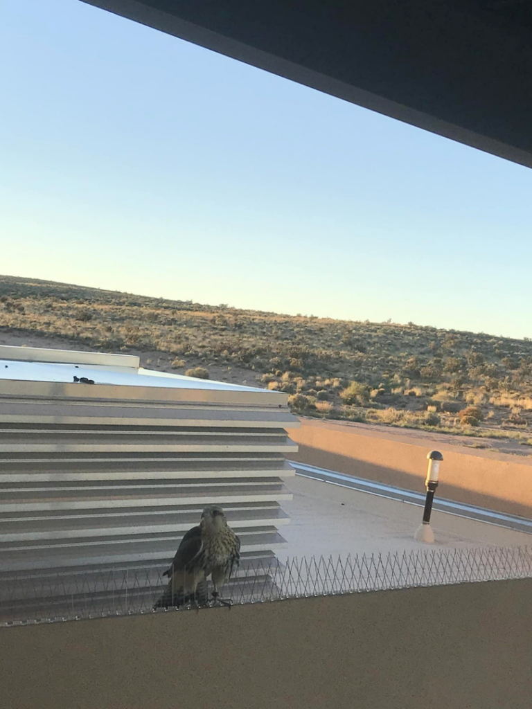 A hawk perched on a building ledge equipped with bird spikes, installed by Pro Bird Control Toledo, OH.