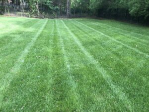 A healthy, striped green lawn after professional turf care by Action Pest And Turf in Springdale, AR.
