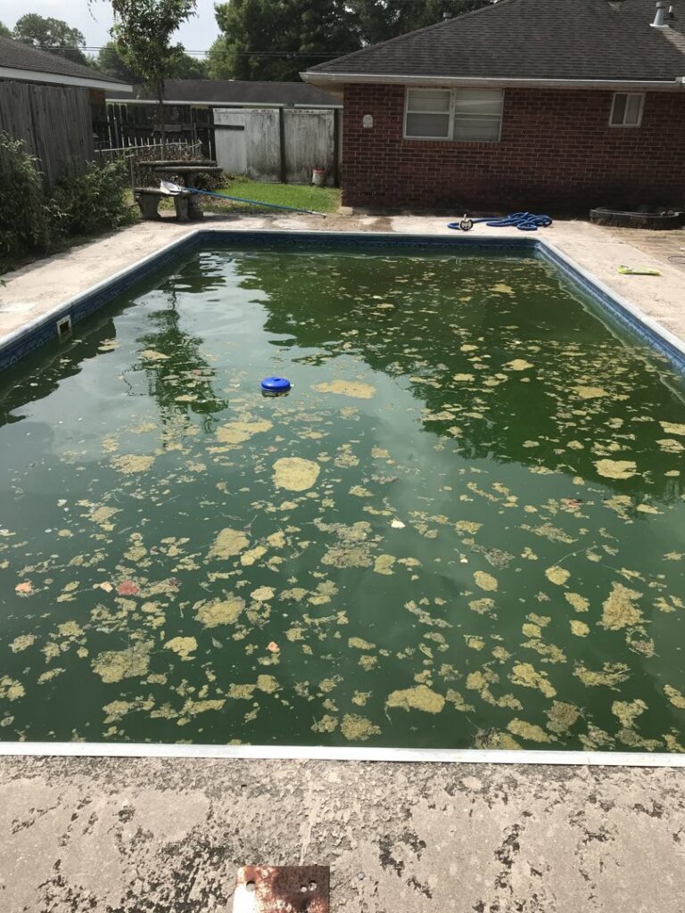 A heavily debris-filled and green inground swimming pool before professional cleaning by Brocks Pools LLC in Baton Rouge, LA.