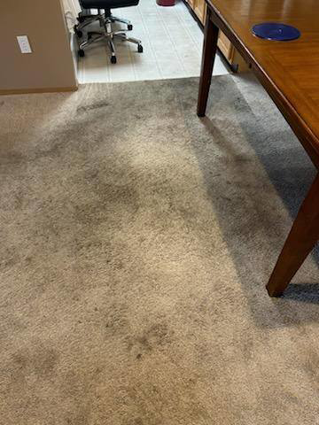 A heavily soiled carpet before professional cleaning by Red River Carpet Cleaning of Fargo Moorhead, MN