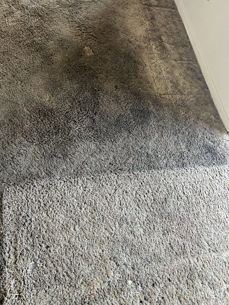 A heavily soiled carpet being cleaned, showing a dramatic before and after by Radiant Rugs Carpet Cleaning in Spokane, WA.