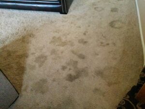 A heavily stained, light-colored carpet before professional cleaning by All Dimension Floor Care in Lenexa, KS.