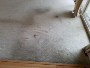 A heavily stained carpet needing cleaning and restoration by Carpetco Restoration in Thornton, CO