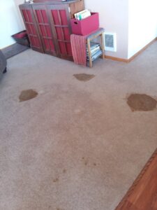 Heavily stained carpet in a home, showing the need for cleaning by JR Professional Carpet Cleaning Business LLC in Spokane, WA.