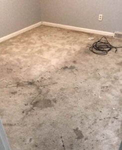 A heavily stained and dirty carpet before professional cleaning by Wildcat Carpet Cleaning in Nicholasville, KY.