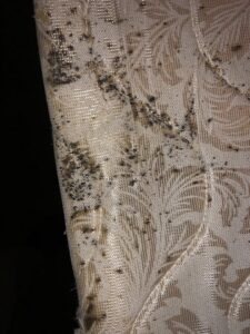 Heavy signs of bed bug infestation, including dark fecal stains and shed skins, on a light-colored mattress, a job for Himalaya Pest Control in Alpharetta, GA.