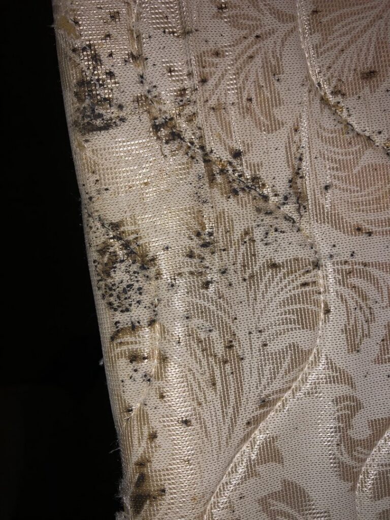 Heavy signs of bed bug infestation, including dark fecal stains and shed skins, on a light-colored mattress, a job for Himalaya Pest Control in Alpharetta, GA.
