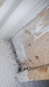 Heavy pest droppings and debris in a corner, showing a severe pest problem requiring Termagon Termite & Pest Control in Tucson, AZ.