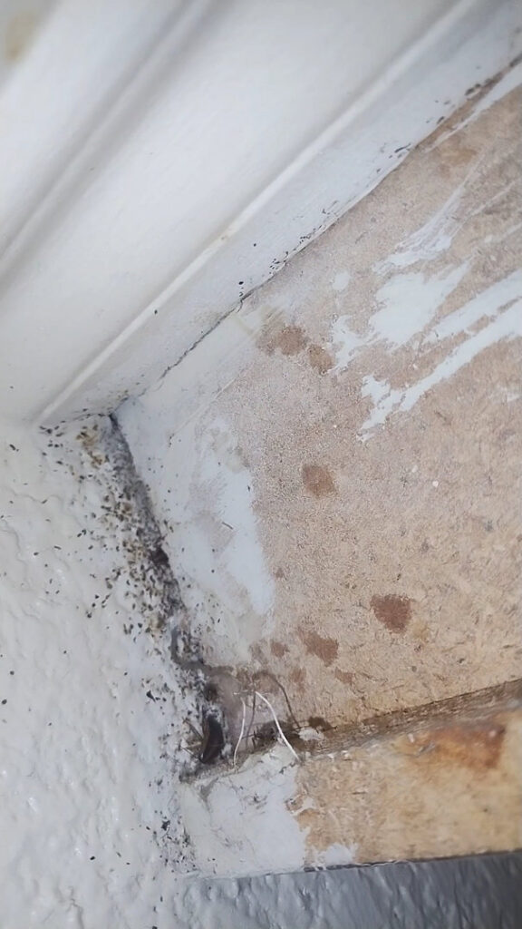 Heavy pest droppings and debris in a corner, showing a severe pest problem requiring Termagon Termite & Pest Control in Tucson, AZ.
