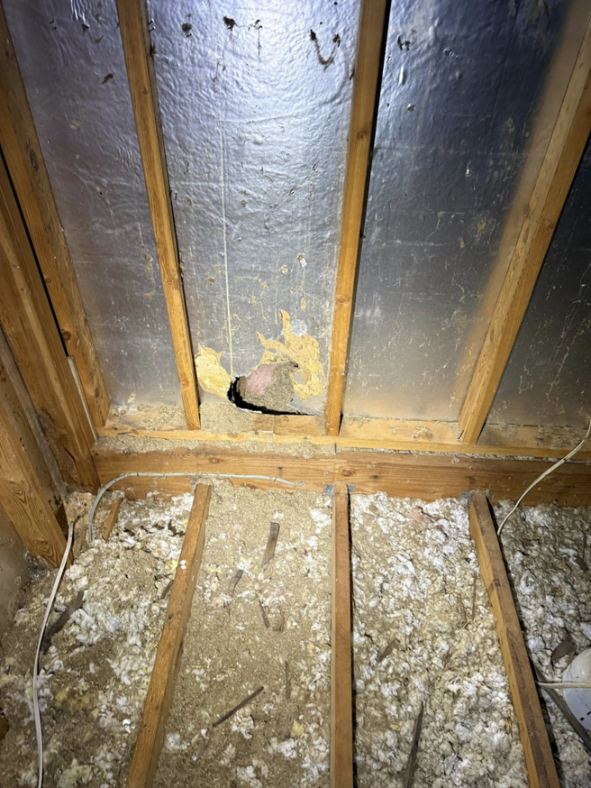 A hole in attic insulation, indicating potential wildlife or pest entry, inspected by Critter Mitch in Shawnee, KS.