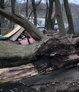 A hollowed-out section of a fallen tree, a potential wildlife habitat requiring inspection by Antix Pest Control in Canton, OH.