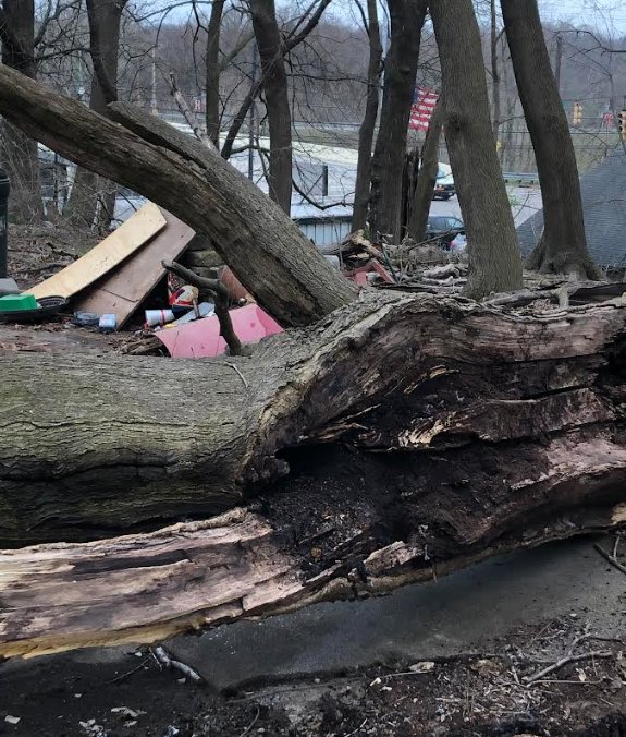 A hollowed-out section of a fallen tree, a potential wildlife habitat requiring inspection by Antix Pest Control in Canton, OH.