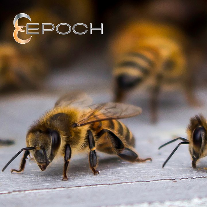 A close-up of a honey bee, representing bee removal services by Epoch Pest Solutions in Oklahoma City, OK.