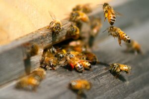 Honey bees entering and exiting a wooden structure, indicating a potential pest issue for Valley Termite & Pest Control in Cincinnati, OH.