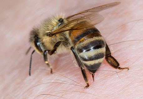 A close-up of a honeybee on human skin, illustrating insect removal services by Empire Maintenance in Lewiston, ID.