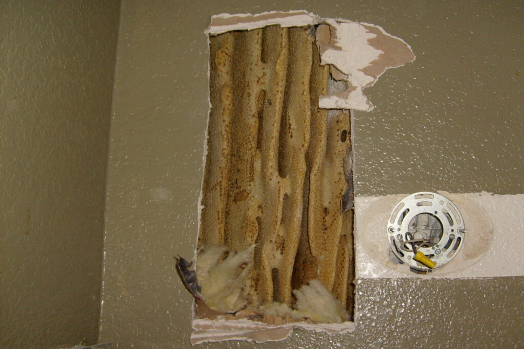 A large honeycomb nest exposed inside a wall, indicating bee or wasp removal by The Bug Guy in Springfield, MO.