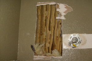 A large honeycomb nest exposed inside a wall, indicating bee or wasp removal by The Bug Guy in Springfield, MO.